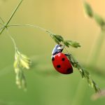 ladybug-1480102_640